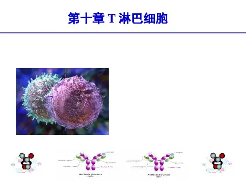 医学免疫学：第10章 T淋巴细胞