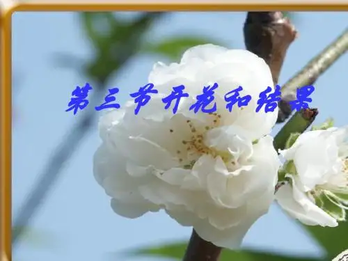 人教版 开花和结果 精品PPT课件5