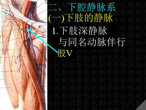 下腔静脉