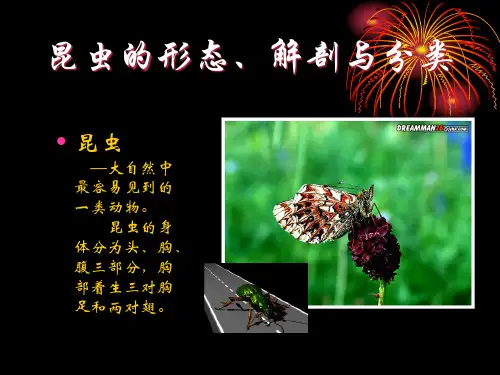 昆虫的形态、解剖和分类