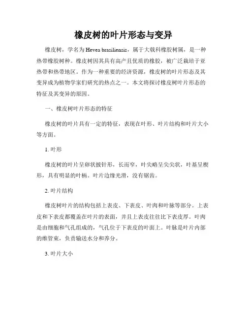 橡皮树的叶片形态与变异