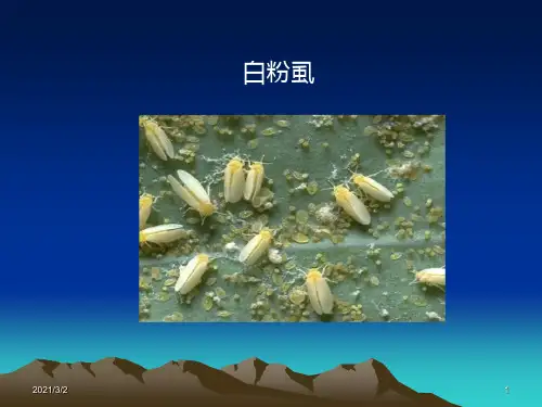白粉虱发生规律及防治