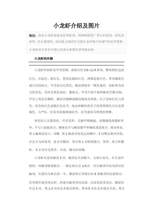 小龙虾介绍及图片