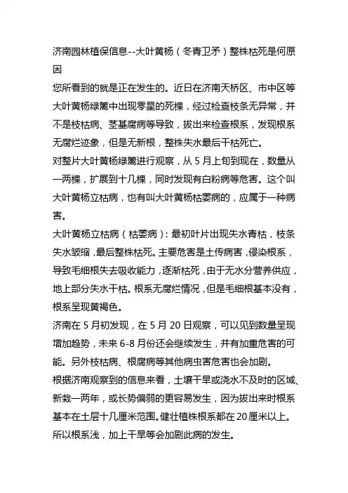 济南园林植保信息---大叶黄杨立枯病枯萎病--冬青卫矛5月整株枯死原因--冬青死亡原因分析
