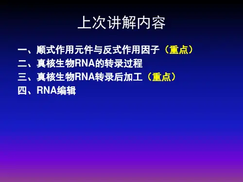 蛋白质翻译()