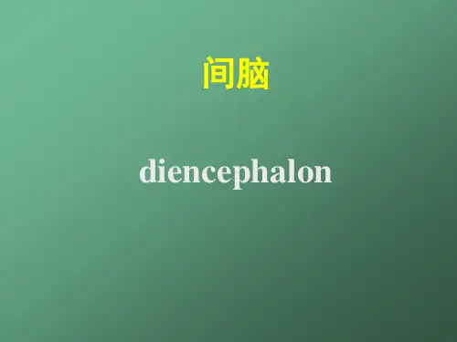 系统解剖学：14间脑