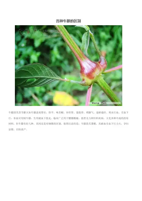 各种牛膝的区别