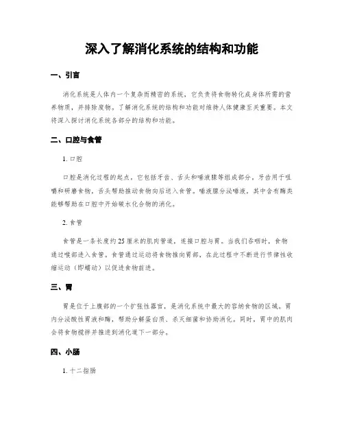 深入了解消化系统的结构和功能