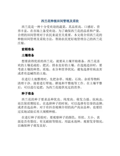 西兰花种植田间管理及采收