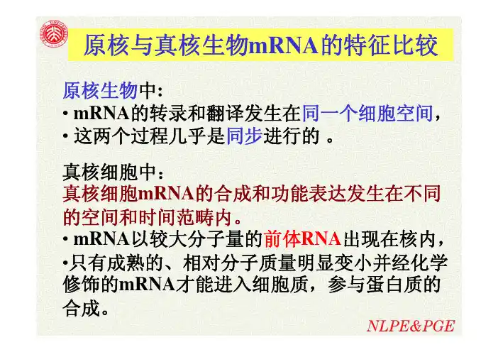 原核与真核生物mRNA的特征比较