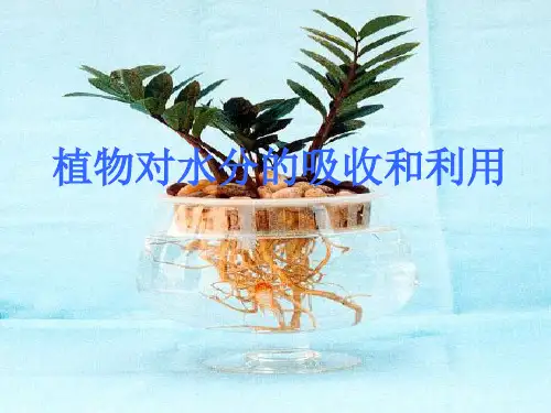 植物对水分的吸收和利用(公开课)课件