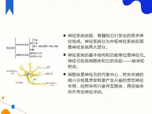 周围神经系统药物