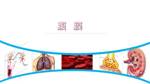 解剖学-第七章 腹膜