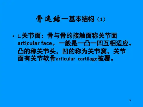 《关节》PPT课件