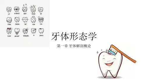 牙体形态学 PPT