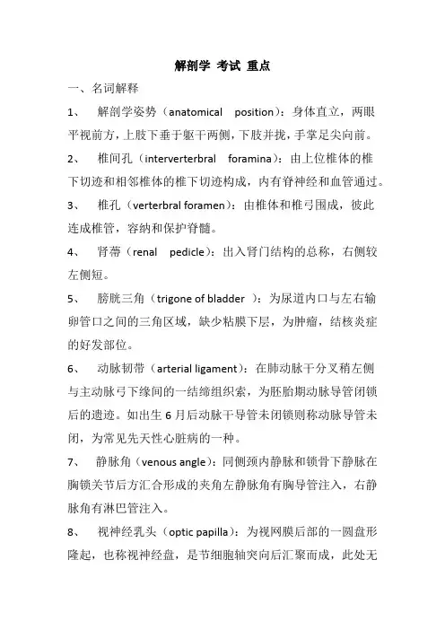 解剖学 考试 重点