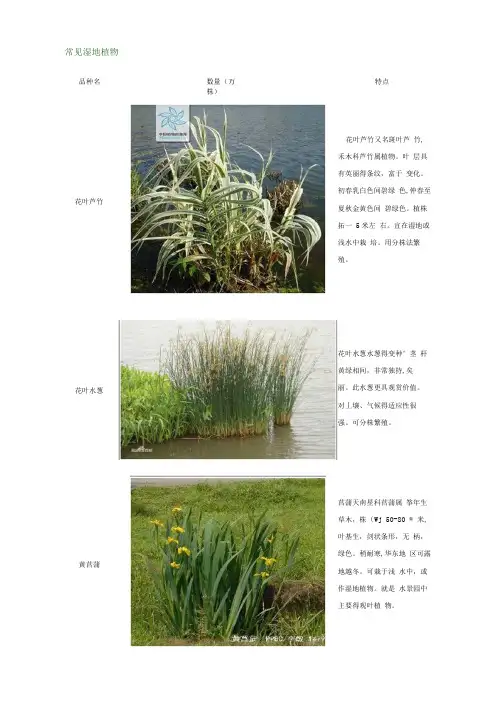 常见湿地植物