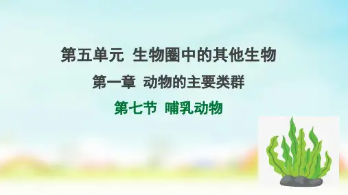 人教版八年级上册生物第五单元第一章第七节哺乳动物课件