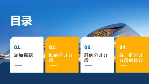 肺、肝的分叶分段