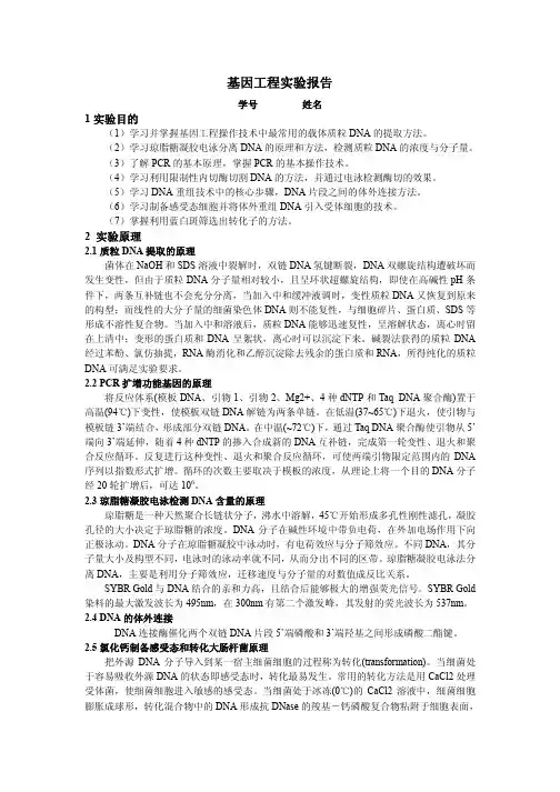 基因工程 实验报告