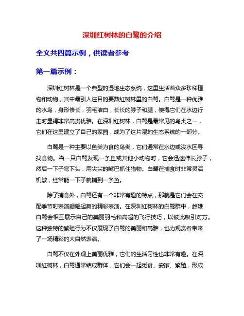 深圳红树林的白鹭的介绍