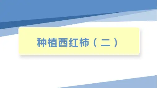 四年级劳动教育 种植西红柿(二)(课件)通用版(共7张PPT)