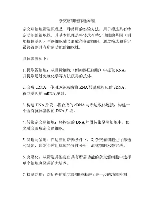 杂交瘤细胞筛选原理