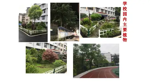 活动14《我给植物来挂牌》(课件)-四年级劳动北师大版