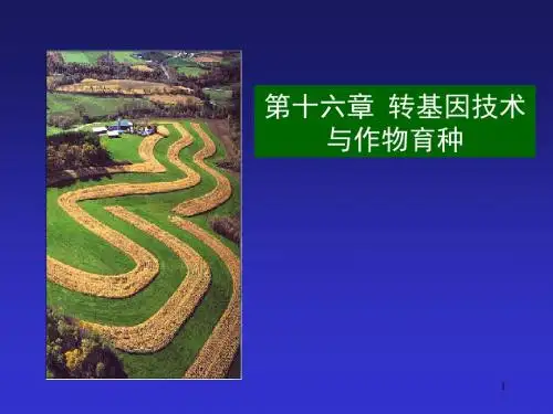 第十六章  转基因技术与作物育种(一)