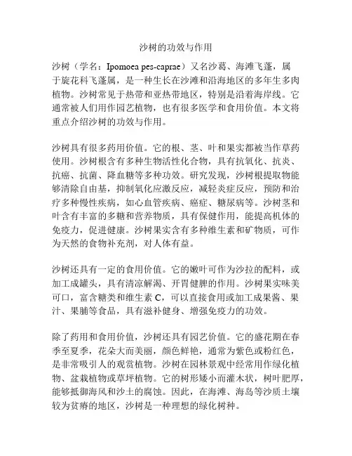 沙树的功效与作用