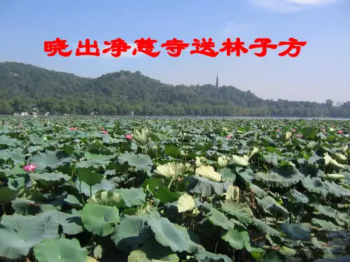 古诗：晓出净慈寺送林子方