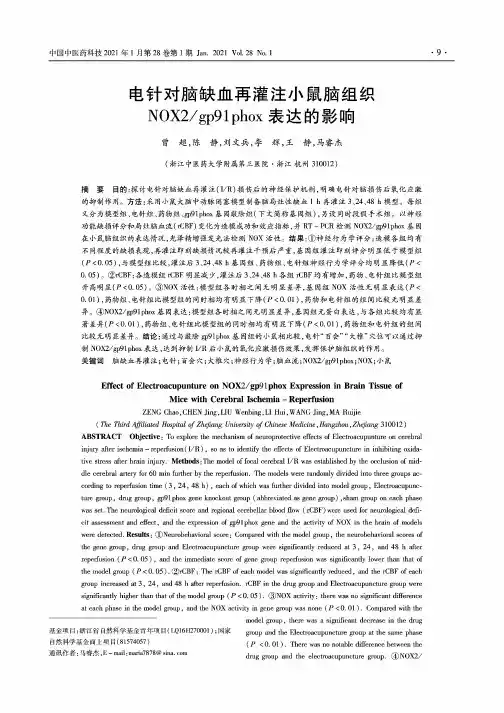 电针对脑缺血再灌注小鼠脑组织NOX2gp91phox表达的影响