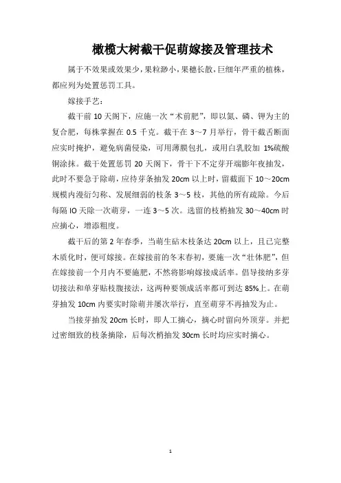 橄榄大树截干促萌嫁接及管理技术