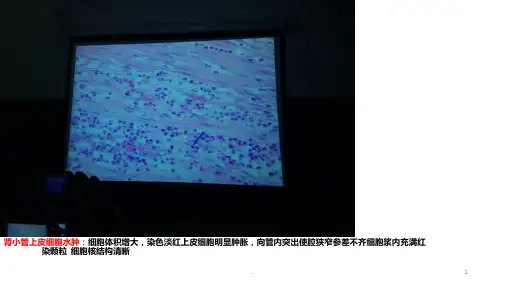 诊断学实验ppt课件