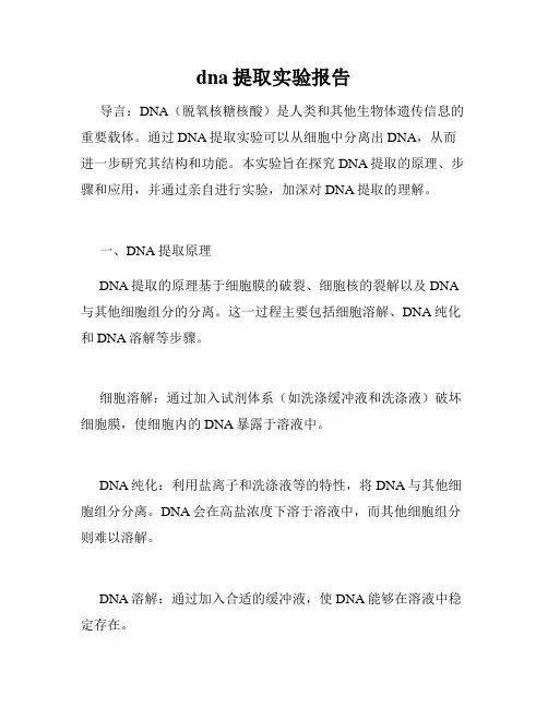 dna提取实验报告