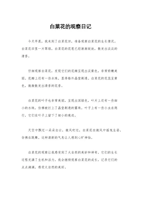 白菜花的观察日记