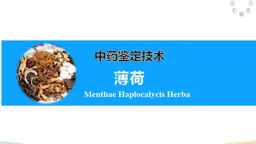 中药鉴定综合技能—全草类中药鉴定