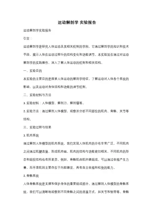 运动解剖学 实验报告