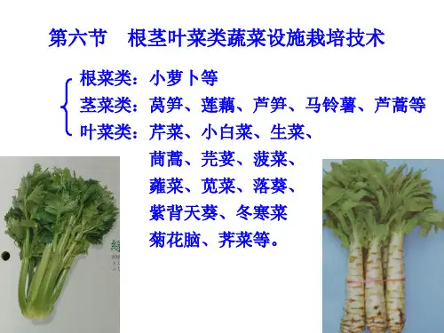 第五节根茎叶菜类蔬菜设施栽培技术