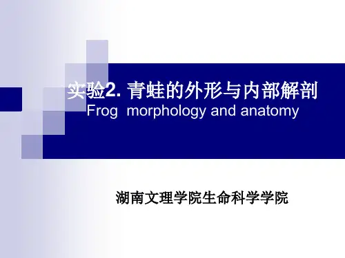 实验2.青蛙的外形与内部解剖