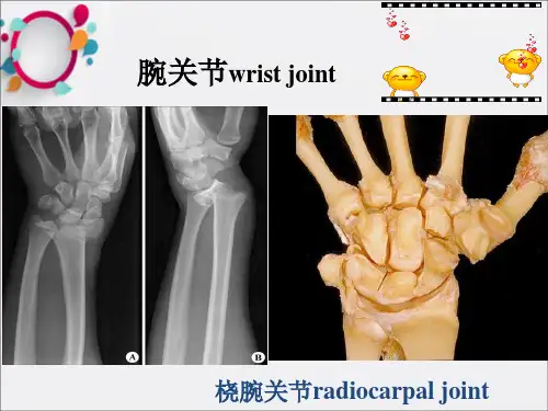 《腕关节》ppt课件