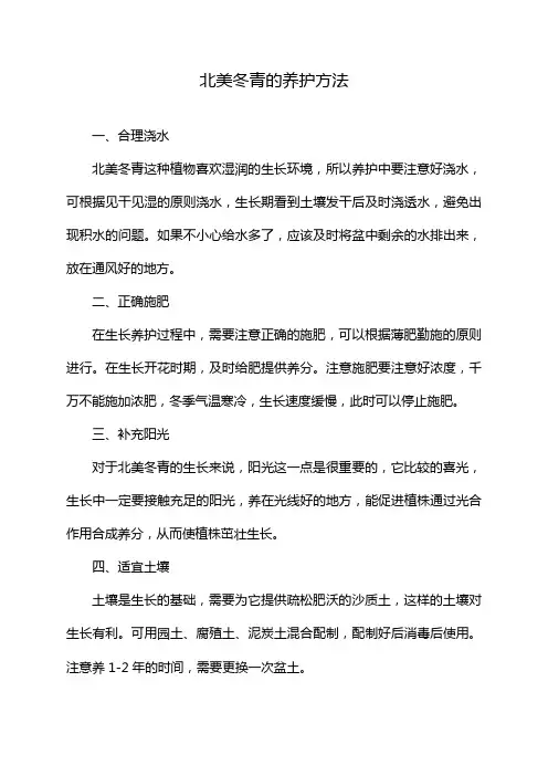 北美冬青的养护方法