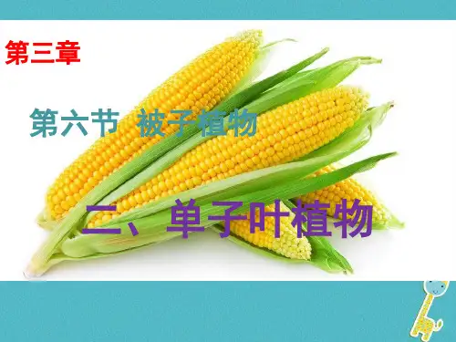七年级生物上册第1单元第3章第6节被子植物—单子叶植
