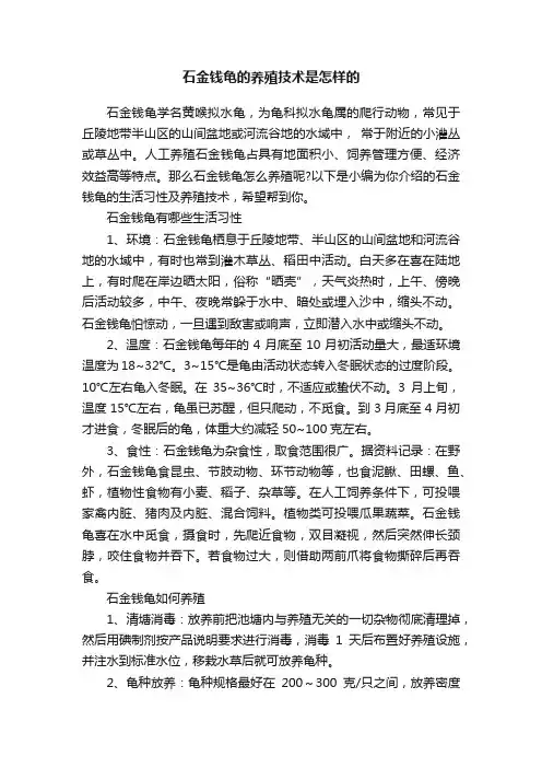 石金钱龟的养殖技术是怎样的