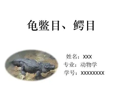 龟鳖目、鳄目
