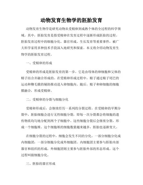 动物发育生物学的胚胎发育