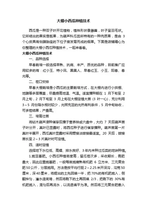 大棚小西瓜种植技术