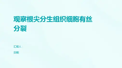 观察根尖分生组织细胞有丝分裂