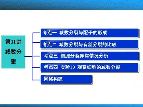 一轮课件：第11讲 减数分裂