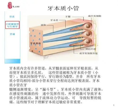 牙体解剖-2(含解释和批注)